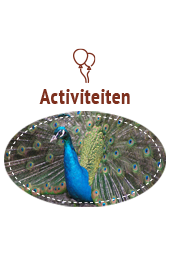 Activiteiten
