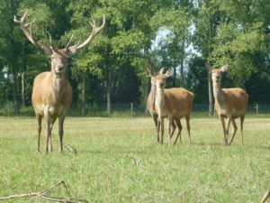 Rondleiding_Hertenboerderij__4 Rondleiding Hertenboerderij