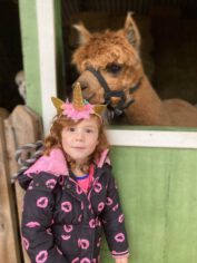 alpaca_wandelen_hertenboerderij(3) Alpaca_wandelen