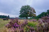 Heide2-klein