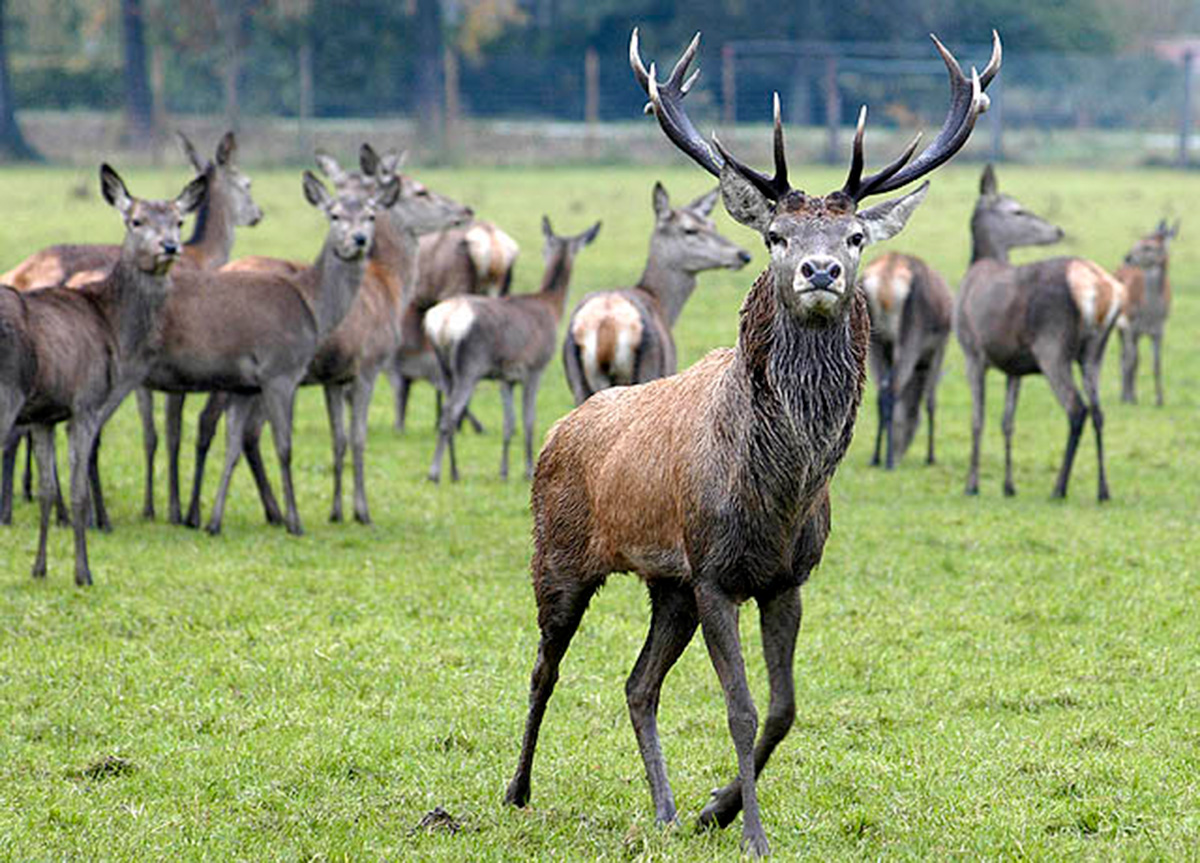 Rondleiding_Hertenboerderij__2 Rondleiding Hertenboerderij