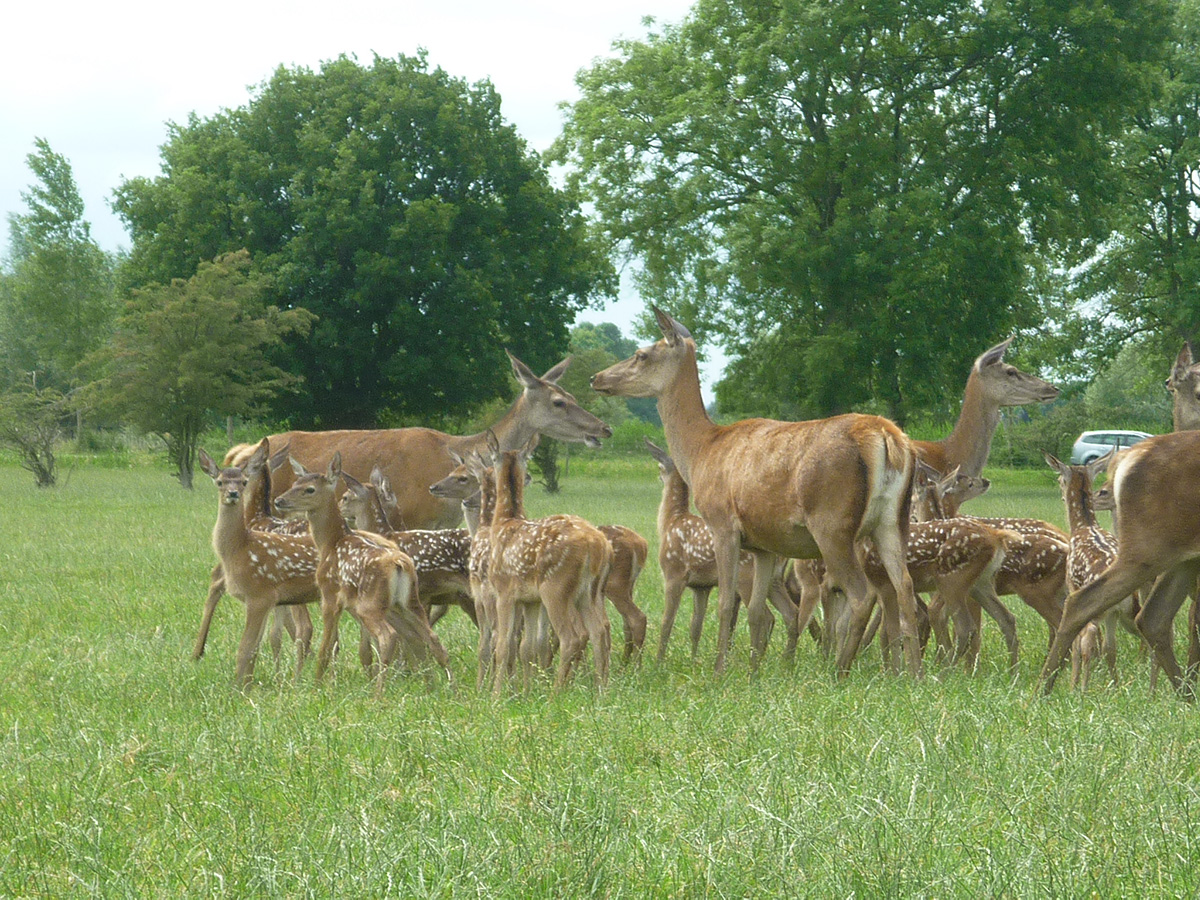 Rondleiding_Hertenboerderij__3 Rondleiding Hertenboerderij