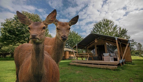 Hertenboerderij_Herten_safaritent_header