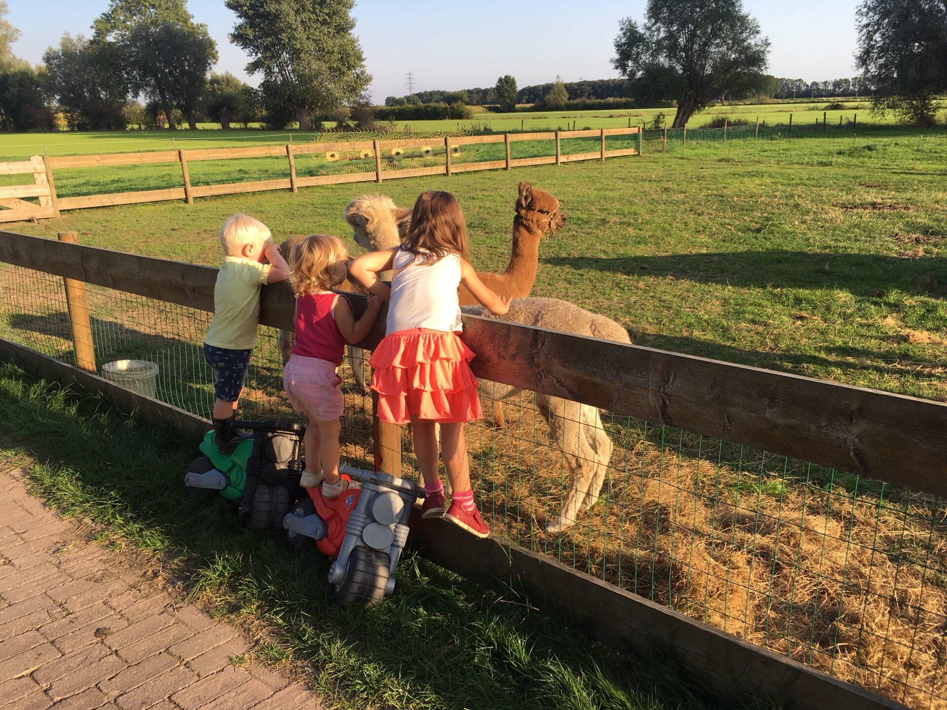 alpaca_aaien_hertenboerderij