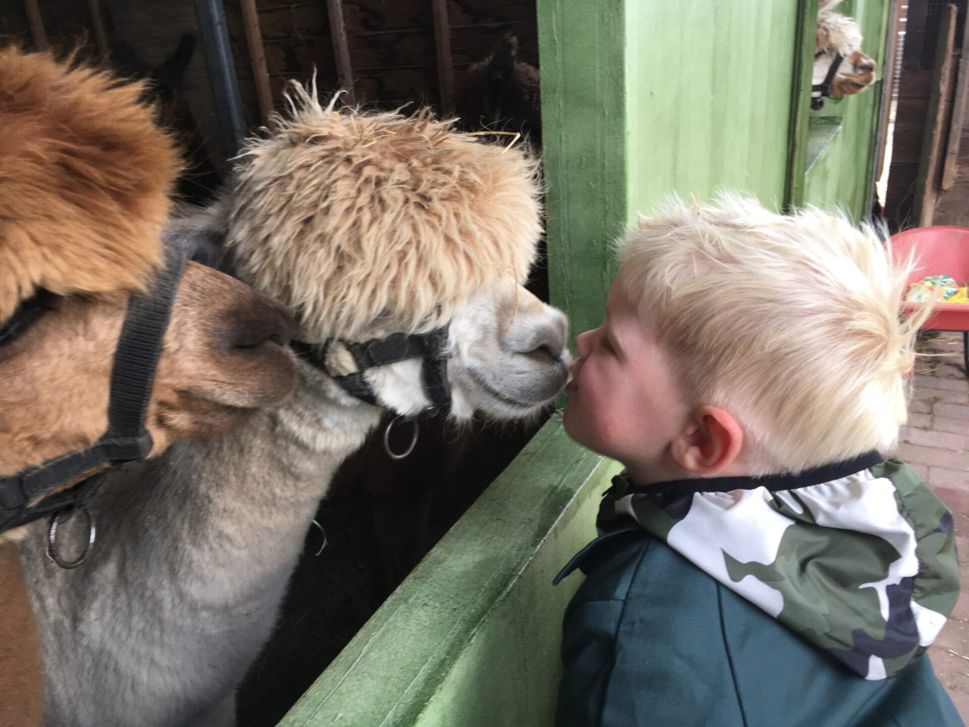 Alpaca_hele_gezin