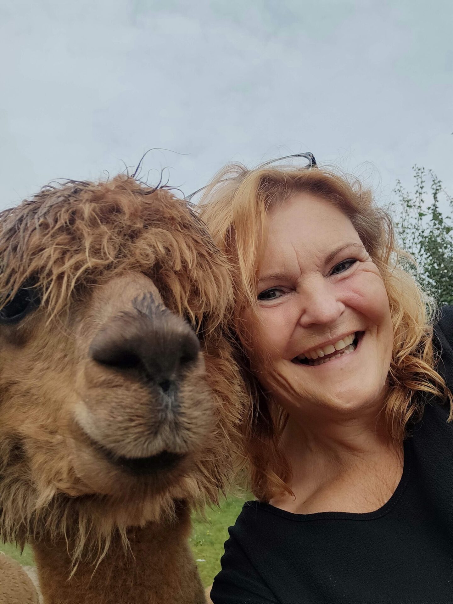 alpaca(7)