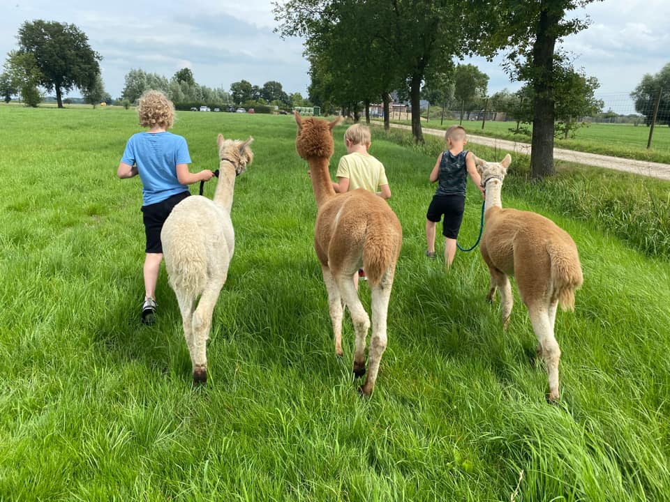 alpaca_wandelen(10)