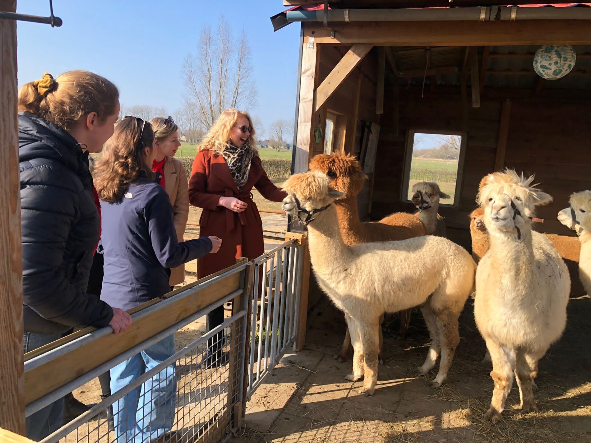 alpaca_wandelen_dames_hertenboerderij